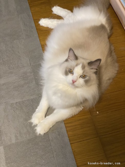 ラグドール【・女の子・2023年3月12日・ブルーポイントバイカラー】