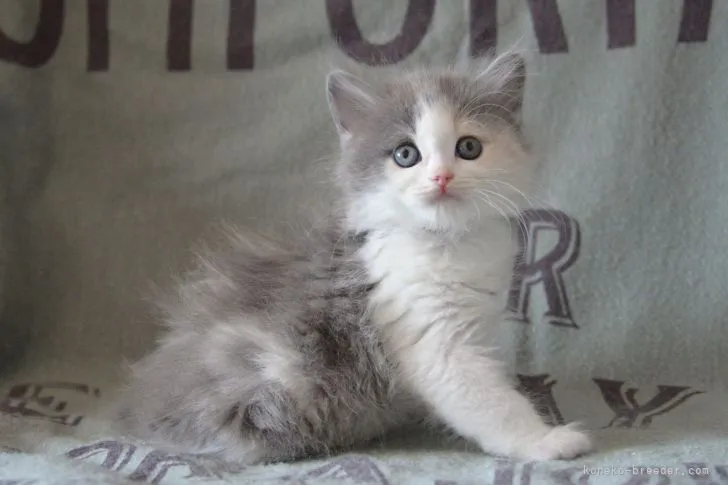 ID：2104-01323の子猫