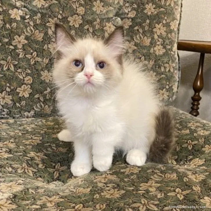 ID：2305-00923の子猫