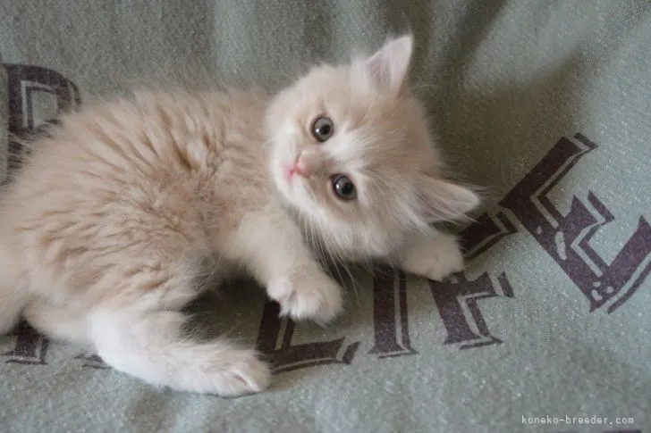 ID：2104-01340の子猫