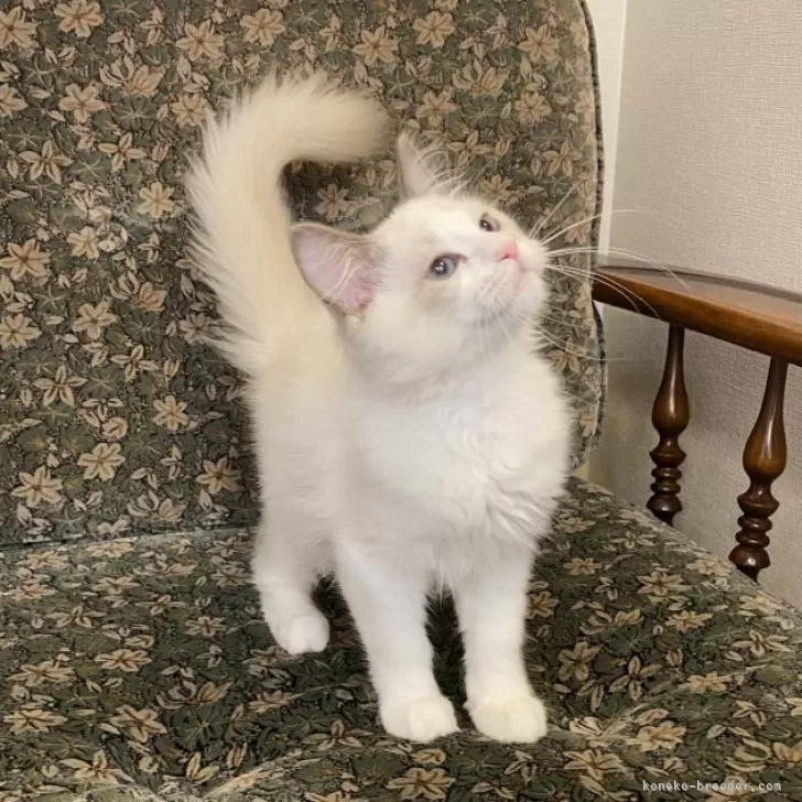 ID:2409-00165の子猫