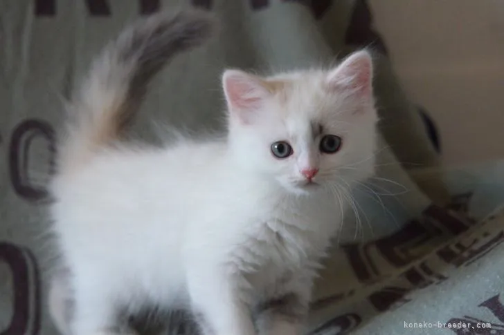 ID:2104-01339の子猫