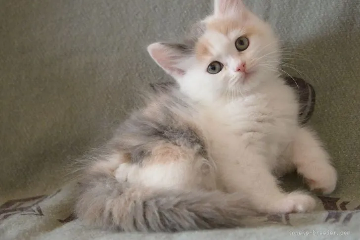 ID:2104-01336の子猫