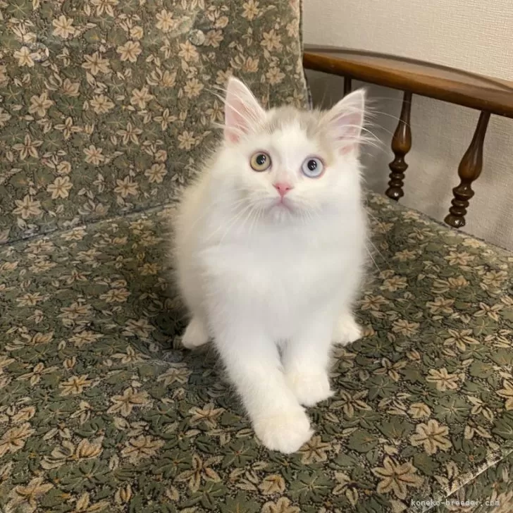 ID：2405-00199の子猫