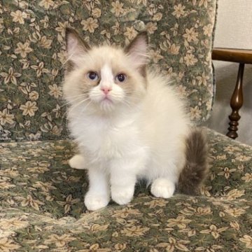 ラグドール【北海道・女の子・2023年1月23日・シールポイントバイカラー】の写真「甘えん坊で身を任せてきます親猫遺伝子検査クリア」