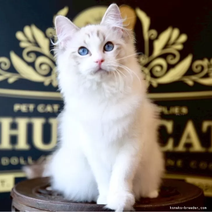 ID:2505-02291の子猫
