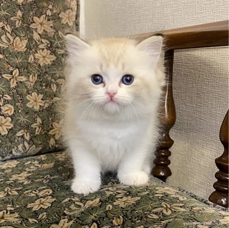 ID:2502-00509の子猫