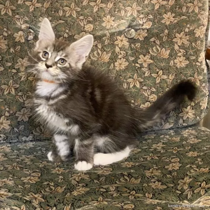 ID：2509-01610の子猫