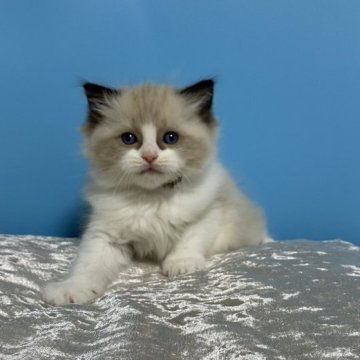 ラグドール【北海道・男の子・2025年10月15日・シールポイントバイカラー】の写真「親猫遺伝子検査クリア（HCM・PKD・PK欠損症）」