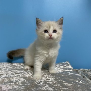 ラグドール【北海道・女の子・2025年10月15日・ブルーリンクスポイントバイカラー】の写真「親猫遺伝子検査クリア（HCM・PKD・PK欠損症）」