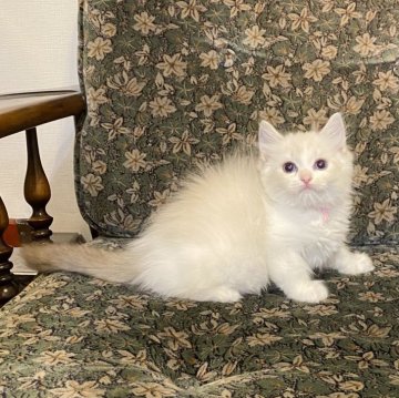 ラグドール【北海道・男の子・2025年9月28日・ブルーリンクスポイントバイカラー】の写真「親猫遺伝子検査クリア（HCM・PKD・PK欠損症）」