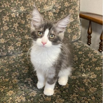 メインクーン【北海道・女の子・2025年7月13日・シルバータビー&ホワイト】の写真「親猫遺伝子検査クリア（HCM・PKD・PK欠損症）」