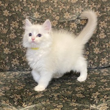 ラグドール【北海道・男の子・2025年9月28日・ブルーリンクスポイントバイカラー】の写真「親猫遺伝子検査クリア（HCM・PKD・PK欠損症）」