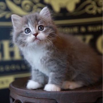 ラガマフィン【北海道・男の子・2025年6月4日・ブルータビー&ホワイト】の写真「親猫遺伝子検査クリア　手袋かわいい」