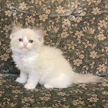 ラグドール【北海道・女の子・2025年9月28日・ブルーポイントバイカラー】の写真「親猫遺伝子検査クリア（HCM・PKD・PK欠損症）」