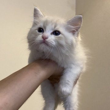 ラグドール【北海道・男の子・2025年9月28日・ブルーリンクスポイントバイカラー】の写真「親猫遺伝子検査クリア（HCM・PKD・PK欠損症）」