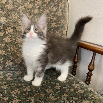 メインクーン【北海道・女の子・2025年7月13日・シルバータビー&ホワイト】の写真「親猫遺伝子検査クリア（HCM・PKD・PK欠損症）」