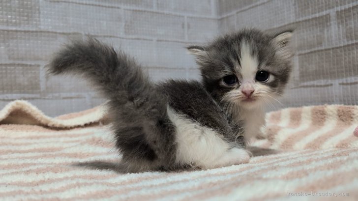 梅野　結希恵(うめの　ゆきえ)ブリーダー(熊本県・エキゾチックショートヘアなど・(国内血統書)登録)の紹介写真10