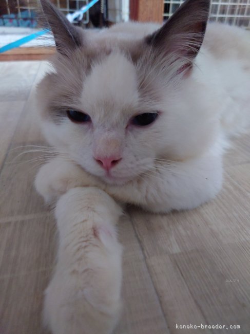 梅野　結希恵(うめの　ゆきえ)ブリーダー(熊本県・エキゾチックショートヘアなど・(国内血統書)登録)の紹介写真8