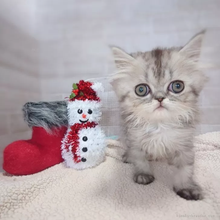 ID：2411-00489の子猫