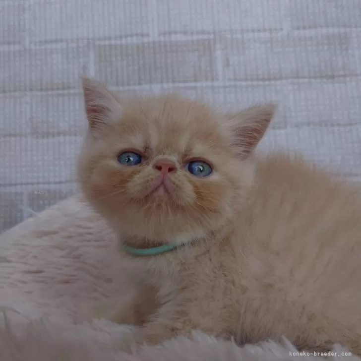 あずき 様のお迎えした子猫