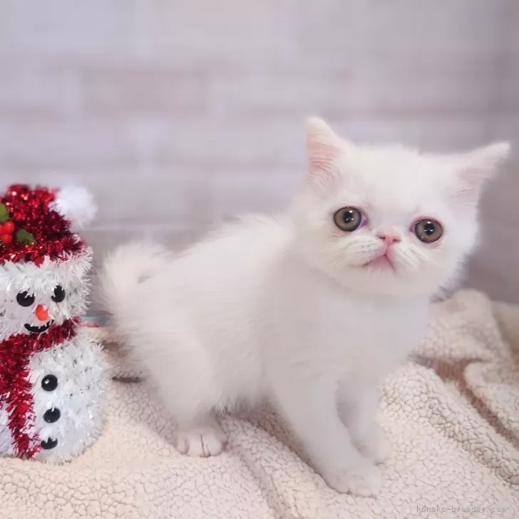 ID:2411-00480の子猫