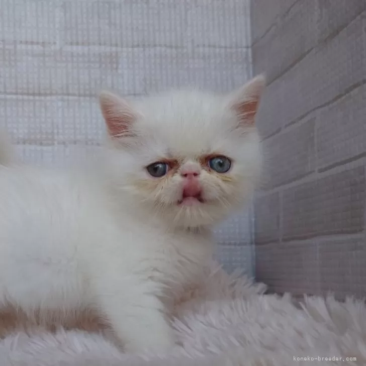 ID：2408-00316の子猫