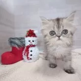 エキゾチックロングヘア【熊本県・男の子・2024年9月30日・シルバータビー】の写真1