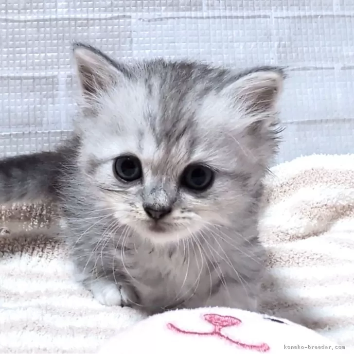 ペルシャ(チンチラ)【熊本県・男の子・2025年9月24日・チンチラシルバー】の写真1