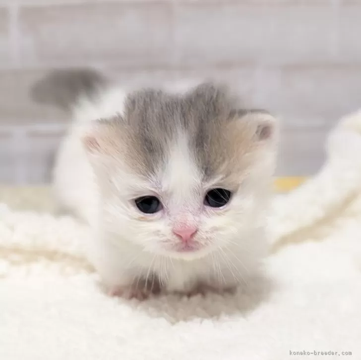 ID：2605-00280の子猫