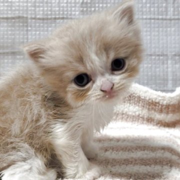 スコティッシュフォールド(立ち耳)【熊本県・男の子・2025年9月30日・カメオクリーム&ホワイト】の写真「優しい色味の優しい男の子」