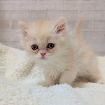 エキゾチックロングヘア【熊本県・男の子・2024年12月26日・クリーム】の写真「イケメンboy✨かわいい︎‪💕」