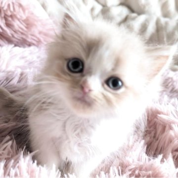 スコティッシュフォールド(立ち耳)【熊本県・男の子・2025年9月30日・カメオクリーム&ホワイト】の写真「優しい色味ののんびり優しい男の子」