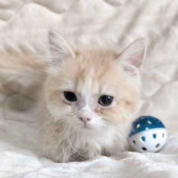 マンチカン(短足)【熊本県・男の子・2025年7月22日・クリームホワイト】の写真「小さな小さな男の子🎶」