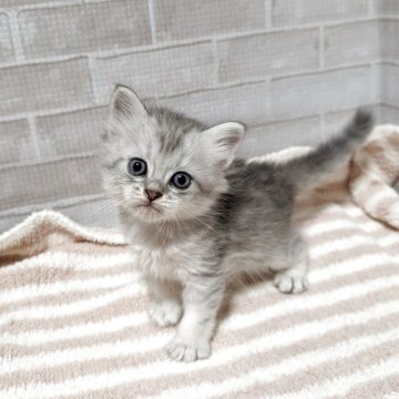 ペルシャ(チンチラ)【熊本県・男の子・2025年9月24日・チンチラシルバー】の写真「元気な男の子👦」