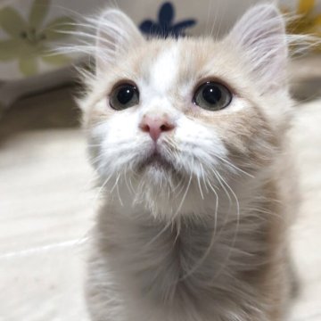 マンチカン(短足)【熊本県・男の子・2025年7月22日・クリームホワイト】の写真「抱っこ大好き甘ったれな男の子🎶」