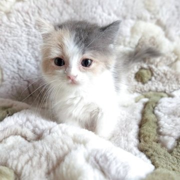マンチカン(短足)【熊本県・女の子・2025年7月22日・ダイリュートキャリコ】の写真「短足ロングのかわい子ちゃん♡♡」