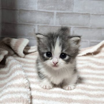 マンチカン(短足)【熊本県・女の子・2025年10月2日・ブルー&ホワイト】の写真「美猫。極短足。可愛い間違いなし♥️」