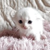 スコティッシュフォールド(折れ耳)