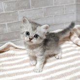 ペルシャ(チンチラ)