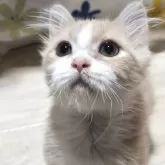 マンチカン(短足)