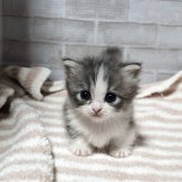 マンチカン(短足)