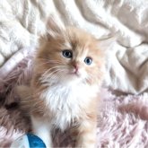 マンチカン(長足)