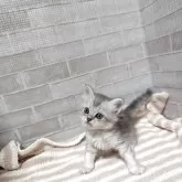 ペルシャ(チンチラ)【熊本県・男の子・2025年9月24日・チンチラシルバー】の写真2