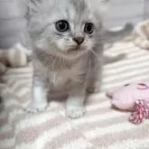 ペルシャ(チンチラ)【熊本県・男の子・2025年9月24日・チンチラシルバー】の写真4