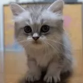 ペルシャ(チンチラ)【熊本県・男の子・2025年9月24日・チンチラシルバー】の写真5