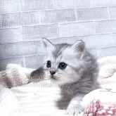 ペルシャ(チンチラ)【熊本県・男の子・2025年9月24日・チンチラシルバー】の写真5