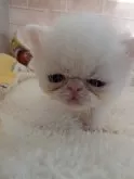 エキゾチックショートヘア【熊本県・男の子・2024年12月26日・ホワイト】の写真11
