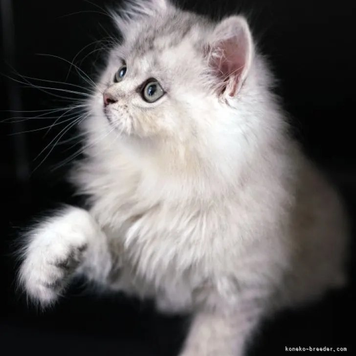 ID：2303-01445の子猫