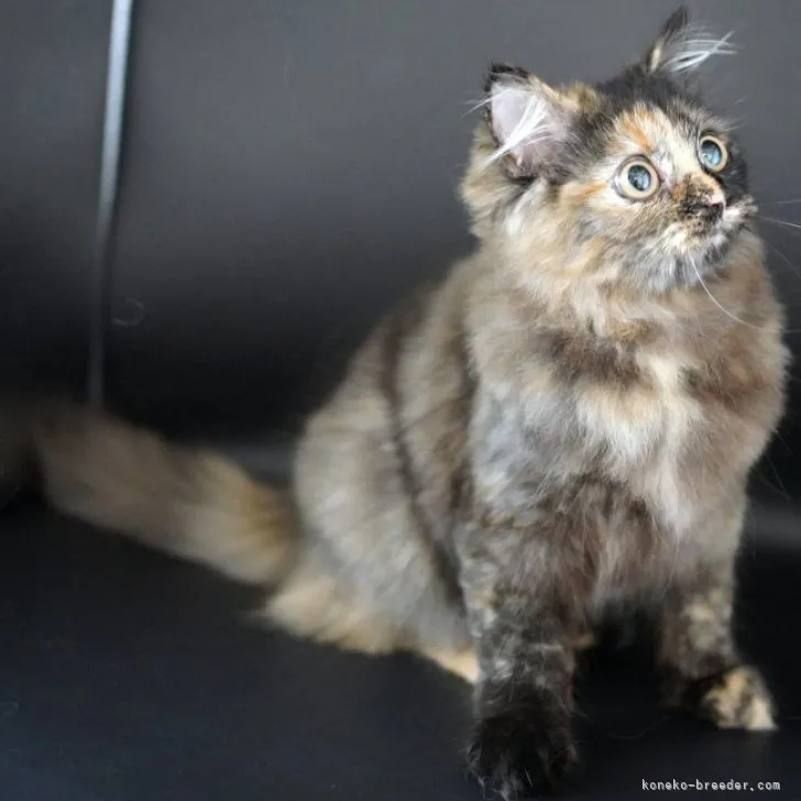 ID：2303-01478の子猫